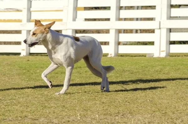 Kanaänhond — Stockfoto