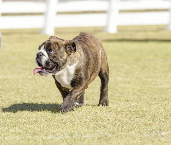 Engelska bulldogg — Stockfoto