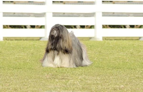 拉萨犬 — 图库照片