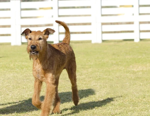 Irländsk terrier — Stockfoto