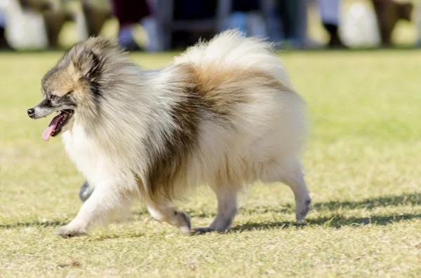 Miniature German Spitz — Stock Photo, Image