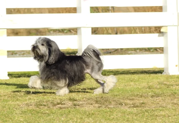 ΠΤΙ chien λιοντάρι — Φωτογραφία Αρχείου