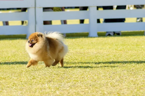 Cão da Pomerânia — Fotografia de Stock