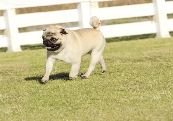 Mops hunden — Stockfoto