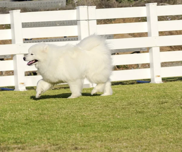 Samoyed — Stock Photo, Image