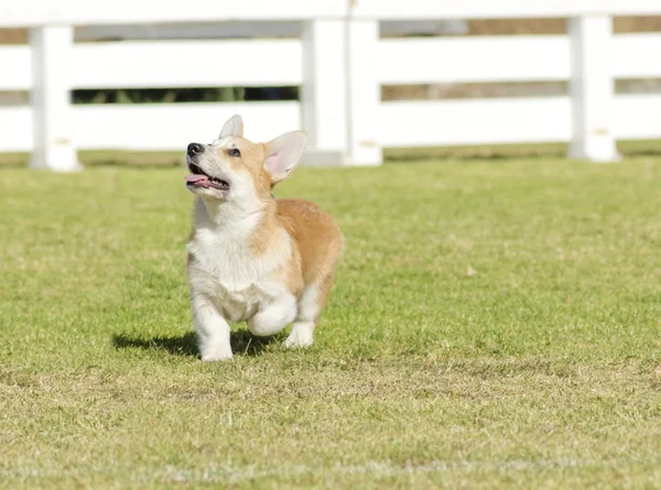 Walisischer Corgi pembroke — Stockfoto