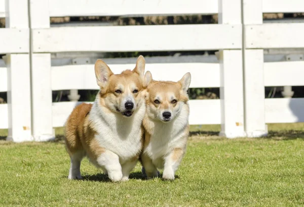 Corgi gallese Pembrokes — Foto Stock