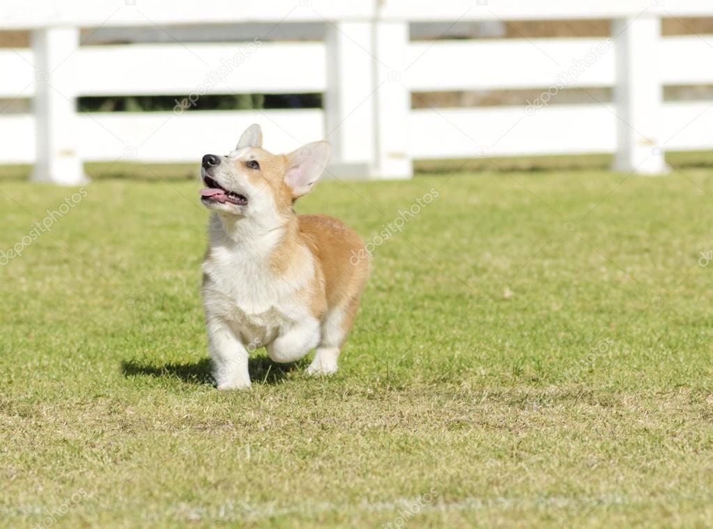 Welsh Corgi Pembroke