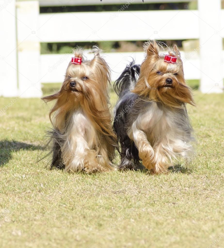 Yorkshire Terrier dog