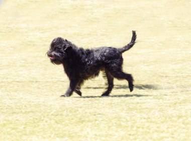 Affenpinscher köpek