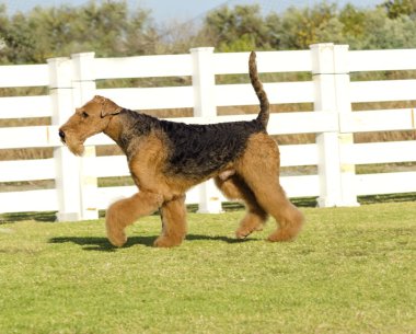 Airedale terrier köpek