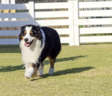 Avustralya çoban köpeği