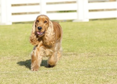 İngiliz cocker spaniel