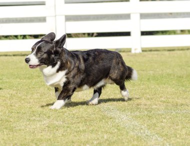 Galce corgi hırka