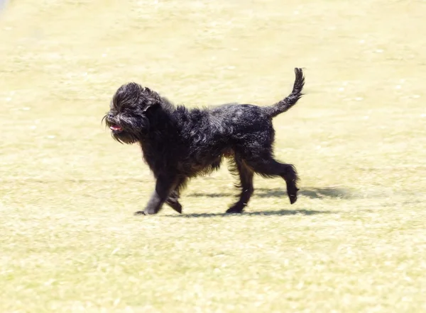 アーフェンピンシャー犬 — ストック写真