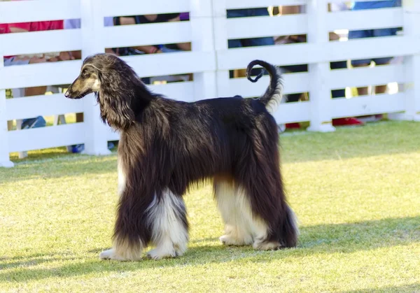 Afghan Hound — Stock Photo, Image