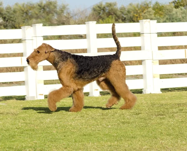 Airedale terrier dog — стоковое фото