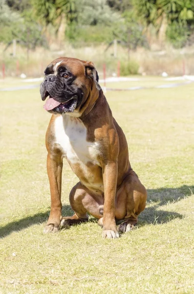 Cão Boxer — Fotografia de Stock