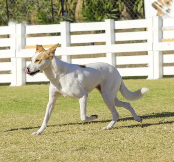 Kanaänhond — Stockfoto