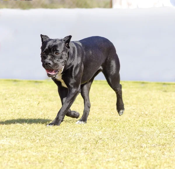 Cane corso — Stockfoto