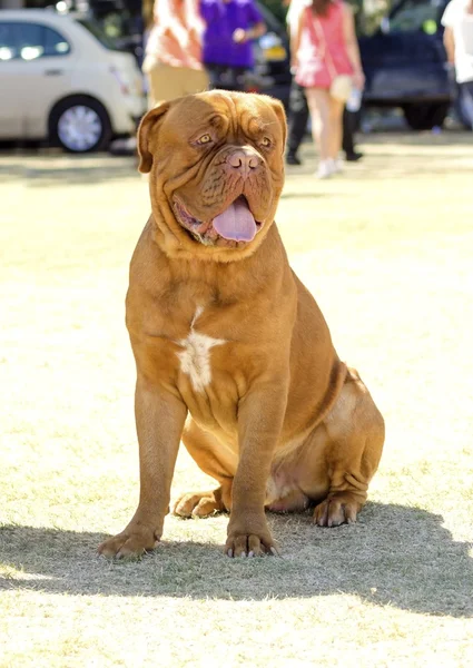 Dogue de bordeaux — Zdjęcie stockowe