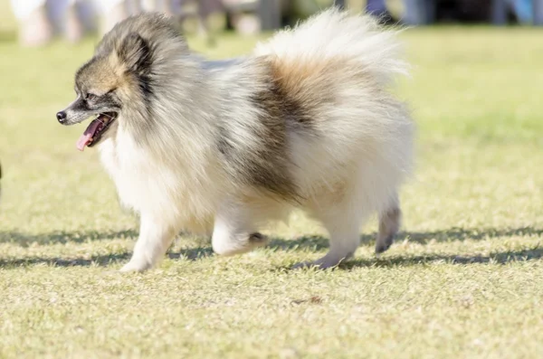 Miniatuur Duitse spitz — Stockfoto