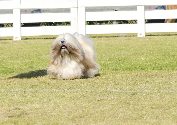 Lhasa apso