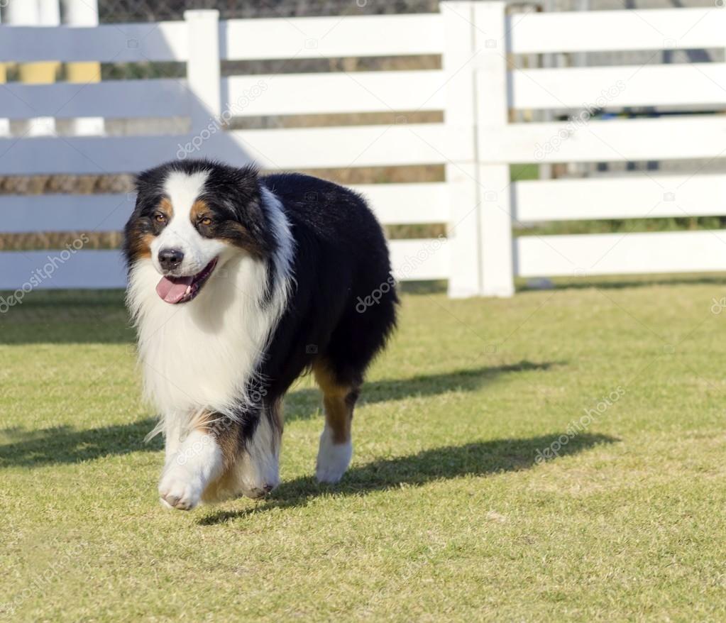 Australian Shepherd dog Stock Photo by f8grapher 54375289