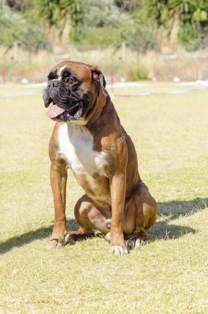 Boxer dog — Stock Photo © f8grapher 54375333