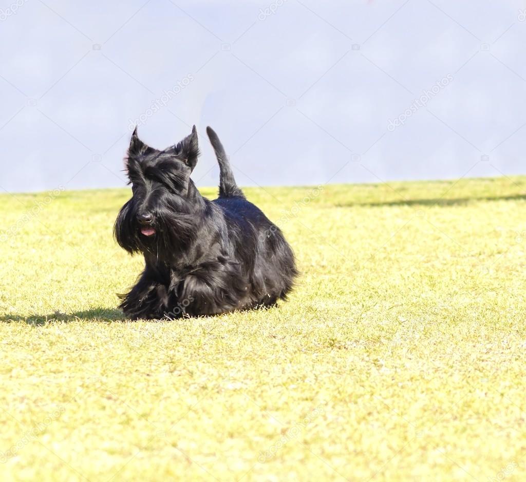 Scottish Terrier