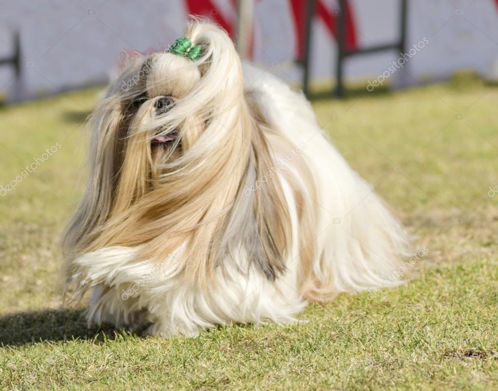 Manteau shih tzu hotsell
