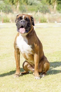 Boksör Köpek