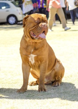 Dogue De Bordeaux