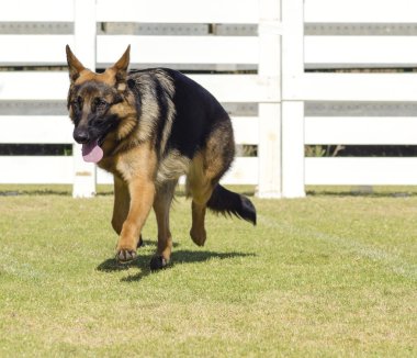 Alman çoban köpeği.