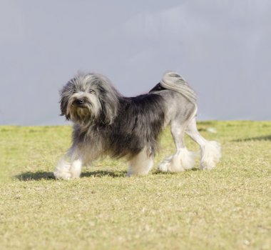 Petit chien aslan
