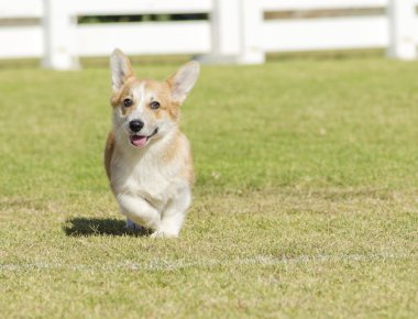 Galce corgi pembroke