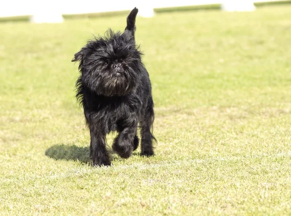 Affenpinscher 的狗 — 图库照片