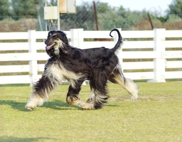 Cão afegão — Fotografia de Stock