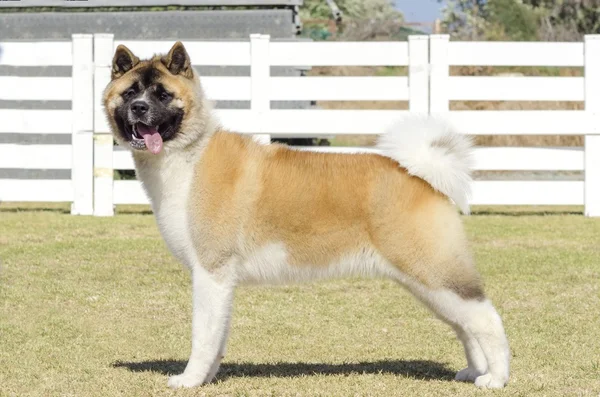 Amerikan akita — Stok fotoğraf