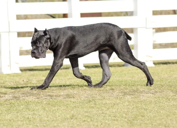 Cane corso — Stockfoto