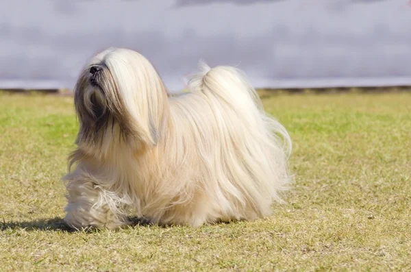 Lhasa apso — Fotografia de Stock