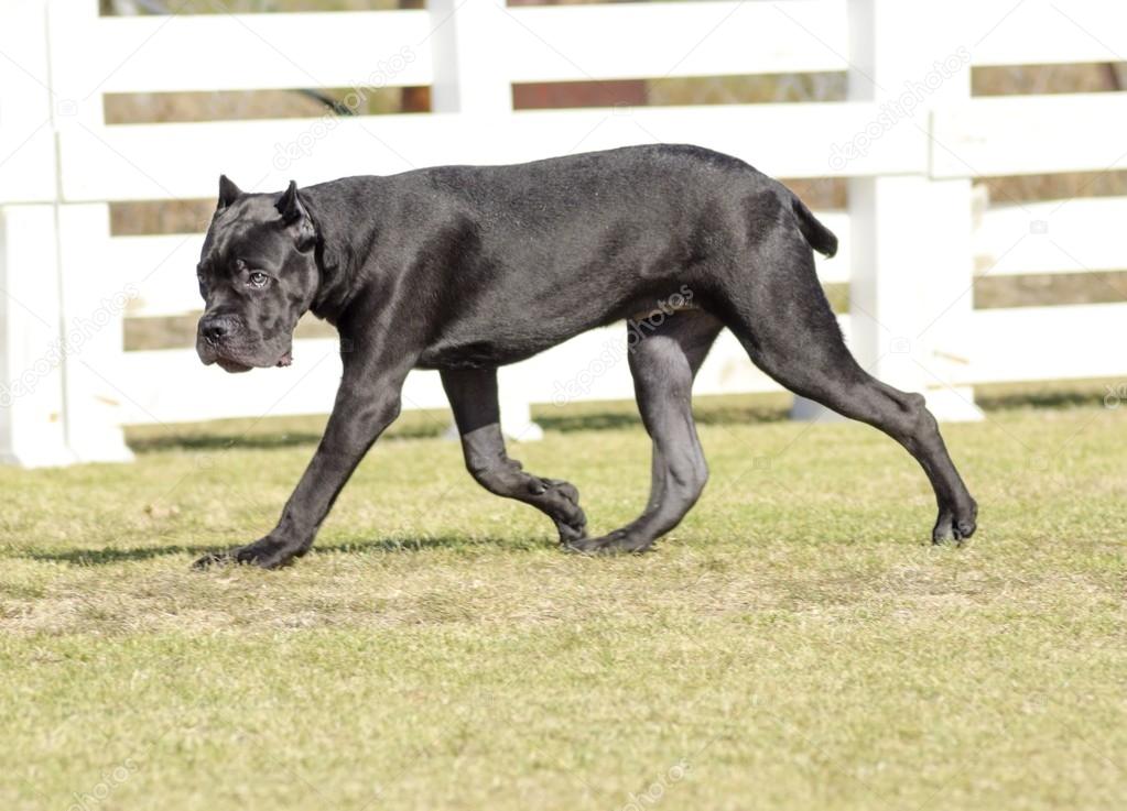 Belgian Malinois Cane Corso Mix Belgian Malinois Cane Corso Mix