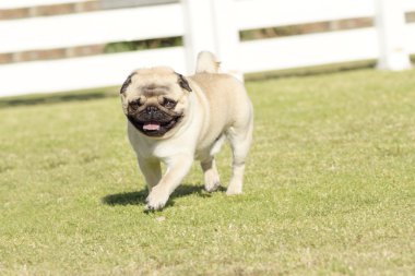 Pug köpek