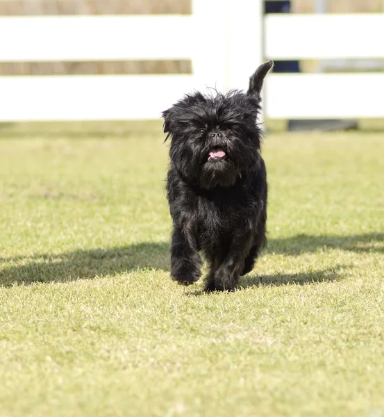 Affenpinscher hond — Stockfoto