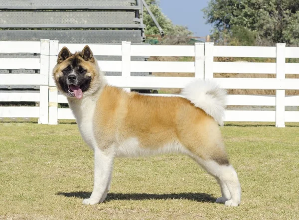 Amerikaanse akita — Stockfoto