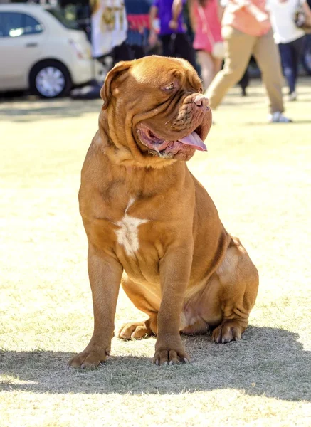 Dogo de Burdeos — Foto de Stock