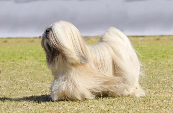 Lhasa apso — Zdjęcie stockowe