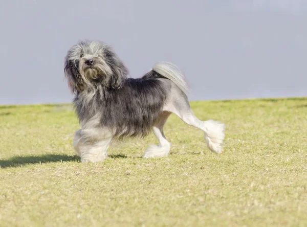 ΠΤΙ chien λιοντάρι — Φωτογραφία Αρχείου