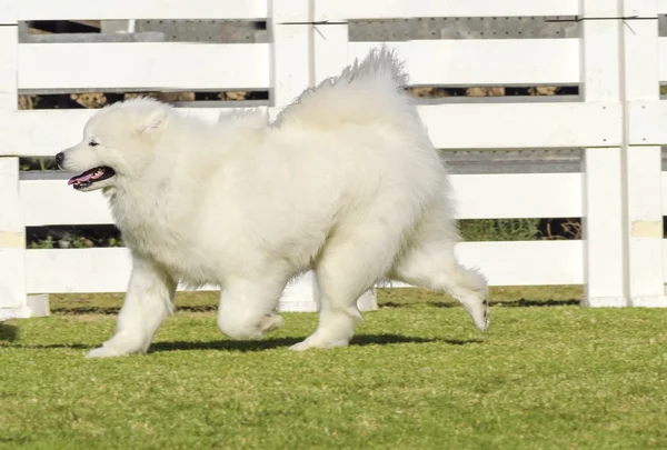 Samoyed — Stock Photo, Image