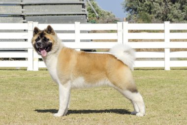 amerikan akita